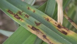 Fungicide performance dose-response curves for winter barley